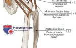 Передние мышцы ног