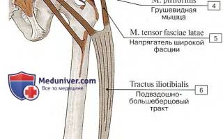 Передние мышцы ног