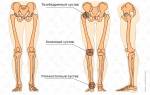 Мышцы и сухожилия ног человека