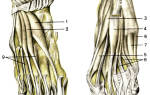 Червеобразные мышцы стопы