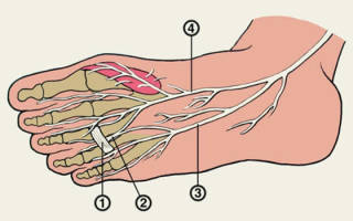 Нервы стопы